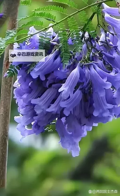 获取花楹免费卡密：最新免费获取指南推荐图1