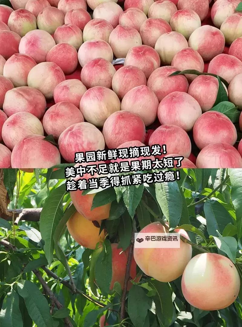 老师的水蜜桃好软好多水:甜美多汁的春日回忆图1