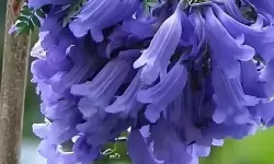 获取花楹免费卡密：最新免费获取指南推荐