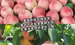 老师的水蜜桃好软好多水：甜美多汁的春日回忆