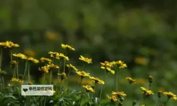 探索自然之美：野花视频5带你走进野生花卉的缤纷世界