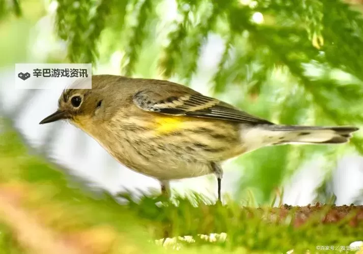 探索经典魅力：雨宫琴音500的音乐盛宴图1