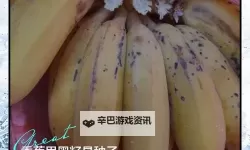 欢快时刻：啊啊啊香蕉的奇妙冒险