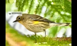 探索经典魅力：雨宫琴音500的音乐盛宴