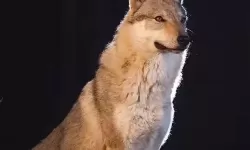 2015小明加密免费体验：安全又实惠的加密工具推荐