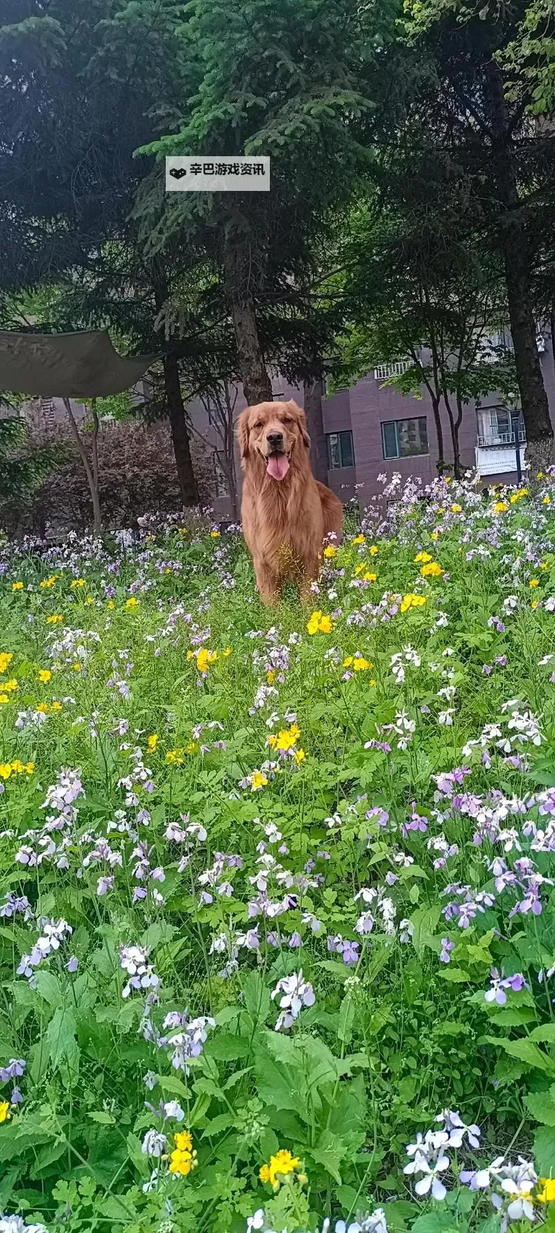 探索欢乐时光：金毛女孩免费版带你开启萌宠精彩瞬间图1