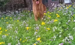 探索欢乐时光：金毛女孩免费版带你开启萌宠精彩瞬间