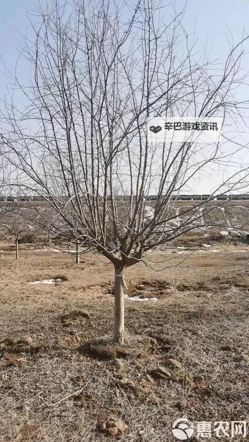 优质RB灌溉JY系统助力海棠初一实现高效农业生产图1