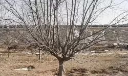 优质RB灌溉JY系统助力海棠初一实现高效农业生产