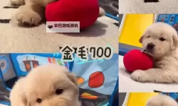 与自己养的金毛做了五天：挑战与温馨的宠物相处体验