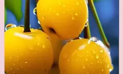 揭秘樱桃黄色网址：安全使用指南与注意事项