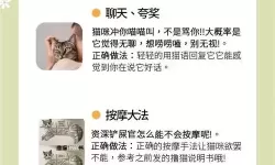 爱爱猫咪成人网：探索萌宠与成人内容的另类世界