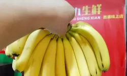 探索无限精彩：最新精品香蕉在线尽享优质体验