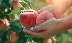 桃子视频污在线：最新精彩内容免费观看指南