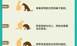 怎么让狗狗进入自己的房间门的技巧与方法