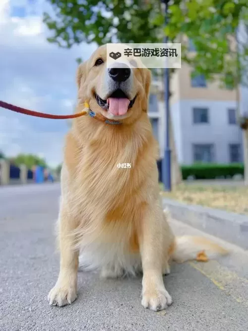 与自己养的金毛做了那些温馨瞬间图1