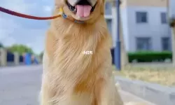 与自己养的金毛做了那些温馨瞬间