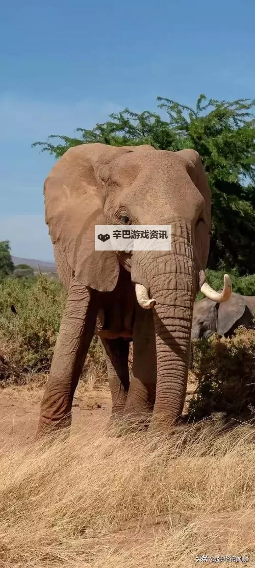 水莓100在线永久防免费视频:完整观看指南与最新资源推荐图1