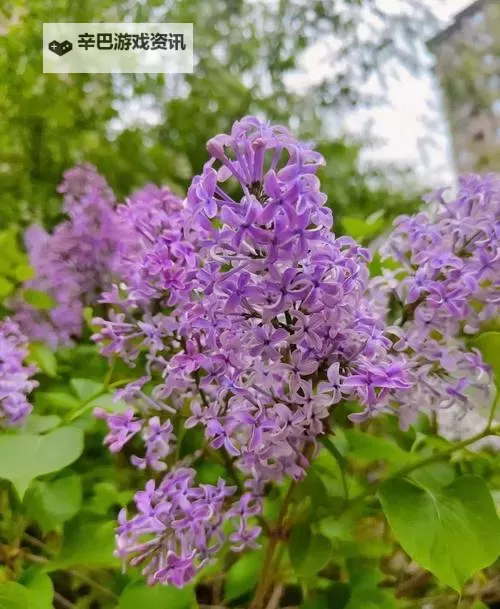 激情四溢：深入体验五月丁香情缴缴的美好时光图1