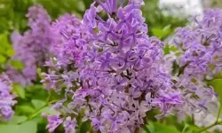 激情四溢：深入体验五月丁香情缴缴的美好时光