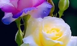 最新发布：9612黄桃视频ios在线播放免费在线观看精彩内容