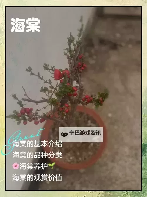 优质RB灌溉JY系统助力海棠初一高效成长图1