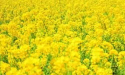 废土2 强制修理罗迪亚电塔小技巧