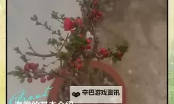 优质RB灌溉JY系统助力海棠初一高效成长