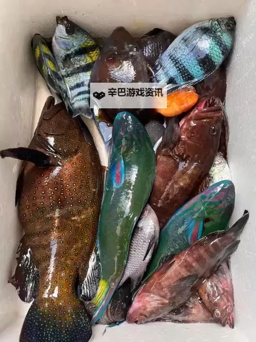 大色网大色鱼详解:探索这个引人入胜的网络世界图1