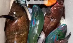 大色网大色鱼详解：探索这个引人入胜的网络世界