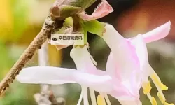 帐中香金银花海棠：花影迷离的幽室佳话