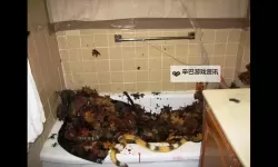 浴室自杀20天：事件背后的悲剧与反思