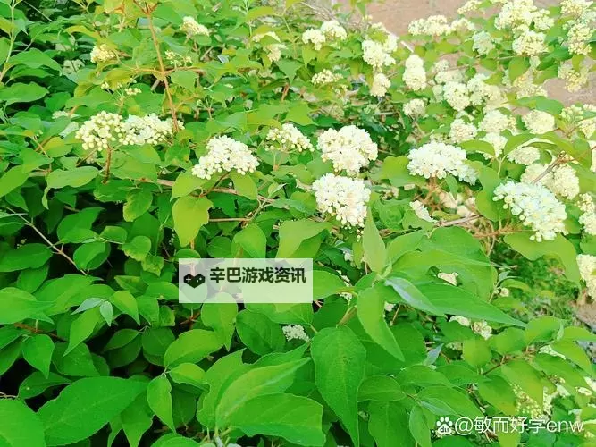 探索美味传统:余姚米粒团的独特魅力图1