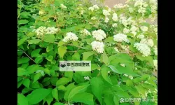 探索美味传统：余姚米粒团的独特魅力