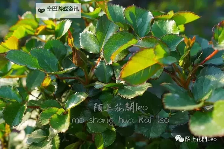 风起山谷：幽谷花径内的阻力突然减小图1