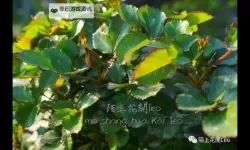 风起山谷：幽谷花径内的阻力突然减小