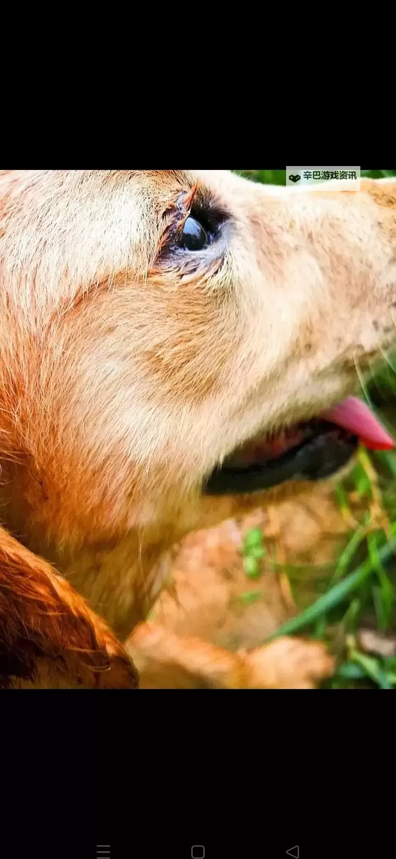 1024手机看毛：屏幕光影中的纹理叙事图1