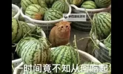 五一成人吃瓜群众：假日热闹背后的人生观察