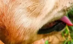 1024手机看毛：屏幕光影中的纹理叙事